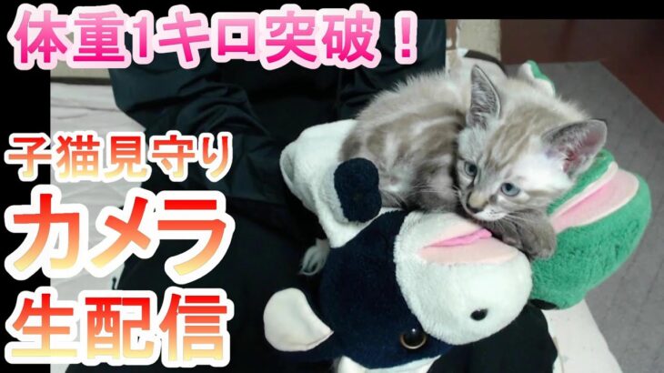 【カメラ生配信】子猫の体重1キロ突破記念！本日の最新かりんをウェブカメラでお届け。パペットマペットの子猫見守りカメラ生配信【保護】