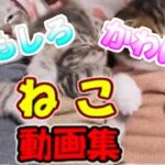 【猫動画】おもしろ かわいい 猫 動画集 子猫 癒される #10