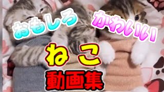 【猫動画】おもしろ かわいい 猫 動画集 子猫 癒される #10