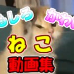 【猫動画】おもしろ かわいい 猫 動画集 子猫 癒される #13