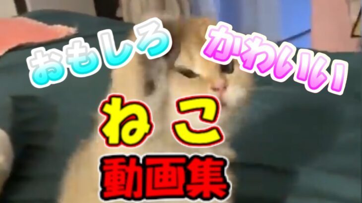 【猫動画】おもしろ かわいい 猫 動画集 子猫 癒される #13