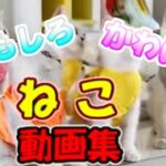 【猫動画】おもしろ かわいい 猫 動画集 子猫 癒される #14