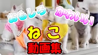 【猫動画】おもしろ かわいい 猫 動画集 子猫 癒される #14