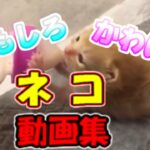 【おもしろ猫動画】 かわいい猫 動画集 子猫 癒される #15