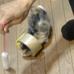 【保護子猫】輪くぐりの技を身につけた子猫｜お世話係のキャットフードふやかし離乳食作り｜生後約1ヶ月の子猫はじめてのミルクボランティア（5日目）｜ミルボラ｜kitten.cat.