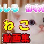 【猫動画】子猫 猫おもしろ かわいい猫 動画集 癒される #2