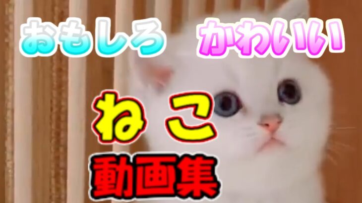 猫動画 子猫 猫おもしろ かわいい猫 動画集 癒される 2 猫 子猫動画まとめch