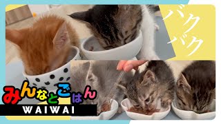 【子猫のごはん】2組の兄妹猫たちのごはん。ムチャムチャ♪ピチャピチャ♪★7日目〈保護猫〉～Kitten growth record～