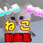 【猫動画】子猫 猫おもしろ かわいい猫 動画集 癒される #3