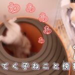 大人猫用トイレを探検して落っこちた子猫と傍観する子猫【生後48日目】【未熟児子猫成長日記】【Kittens Grow Up Vlog】