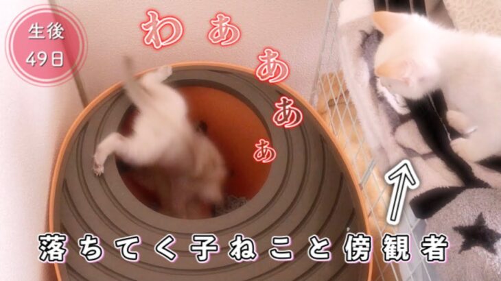 大人猫用トイレを探検して落っこちた子猫と傍観する子猫【生後48日目】【未熟児子猫成長日記】【Kittens Grow Up Vlog】