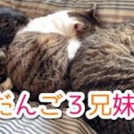 第51猫『猫のだんご3兄妹⁈』犬と猫の会話を勝手に妄想してコント風にしてみた（セリフ付き）