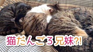 第51猫『猫のだんご3兄妹⁈』犬と猫の会話を勝手に妄想してコント風にしてみた（セリフ付き）