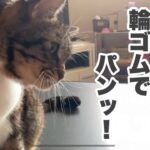 第53猫『輪ゴムでパンッ！』猫による猫好きのためのショートコメディ（セリフ付き）