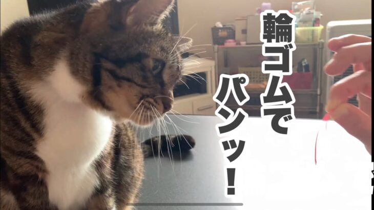 第53猫『輪ゴムでパンッ！』猫による猫好きのためのショートコメディ（セリフ付き）