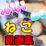 【猫動画】子猫 猫おもしろ かわいい猫 動画集 癒される #7