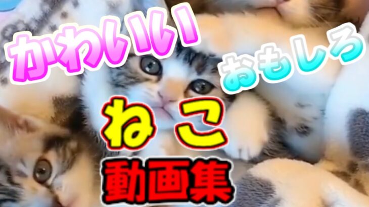 【猫動画】子猫 猫おもしろ かわいい猫 動画集 癒される #7