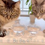 『動画再開しました』の巻　第9回ふわもこ猫チャンネル【動物を愛する方向け癒しチャンネルを目指しています♡】