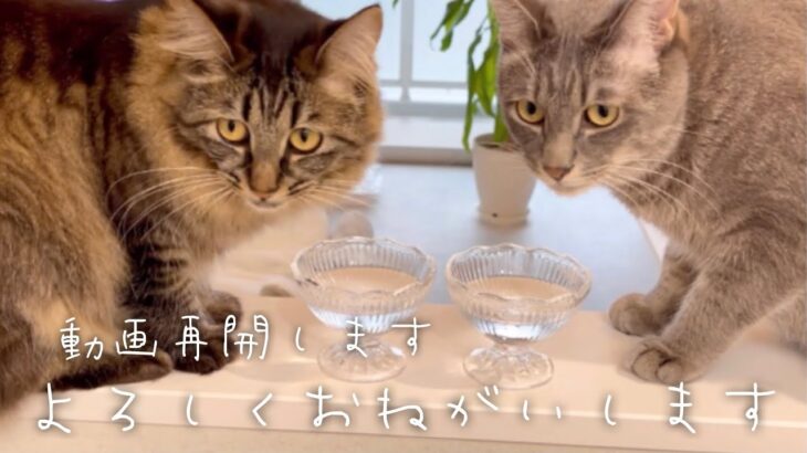 『動画再開しました』の巻　第9回ふわもこ猫チャンネル【動物を愛する方向け癒しチャンネルを目指しています♡】