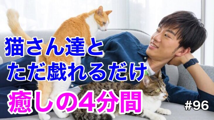 #96 癒ししか与えない！猫さん達が新しいおもちゃに大興奮する癒しの4分間【メンタリストDaiGo】