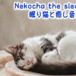 【睡眠用BGM音小さめ】眠り猫と癒し音楽Vol.9