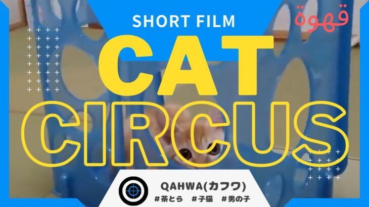 【猫と暮らす】CATCIRCUS！おもしろ動画#shorts