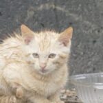 Cat Live ビショ濡れの子猫たちと母猫を生配信 野良猫 感動猫動画