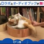 【カワイイ猫で癒し枠】猫の中和作用はんぱない。DaiGoさんの攻撃的発言を無力化する、ぬこ様の可愛さにご注目！【メンタリストDaiGo切り抜き】