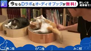 【カワイイ猫で癒し枠】猫の中和作用はんぱない。DaiGoさんの攻撃的発言を無力化する、ぬこ様の可愛さにご注目！【メンタリストDaiGo切り抜き】