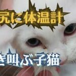 お尻に体温計を入れられて泣き叫びMAXな子猫がこちらです