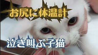 お尻に体温計を入れられて泣き叫びMAXな子猫がこちらです