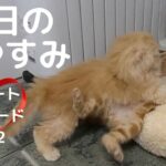 今日のおやすみ　ショートエピソードNO.2(犬猫エピソード)#shorts