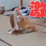 兄猫とぶつかって吹き飛ばされる子猫 #Shorts