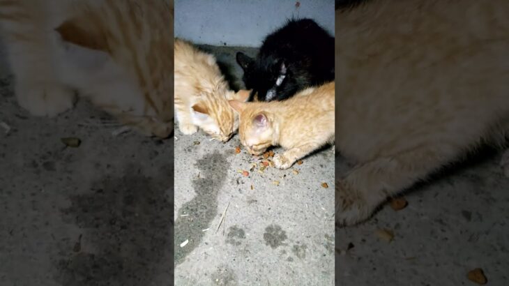 飢えを凌ぐ２匹の野良子猫と瘦せ気味な母猫 #Shorts