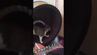 【ショート動画】パパの手作り回し車で回る猫🐱　#Shorts