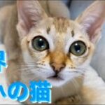 【世界最小の猫】まるで天使!! 香箱座りでリラックス(シンガプーラ) / 【Smallest breed of cat】Singapura’s relax time(catloaf sitting)