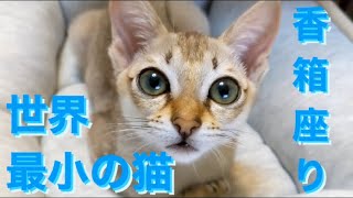 【世界最小の猫】まるで天使!! 香箱座りでリラックス(シンガプーラ) / 【Smallest breed of cat】Singapura’s relax time(catloaf sitting)