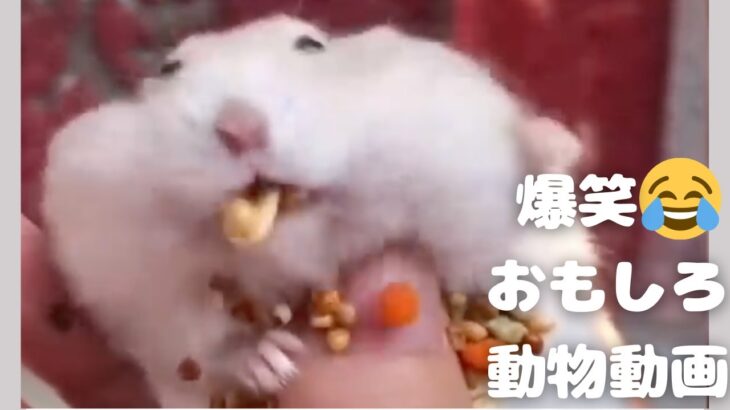 【面白】【動物】【TikTok】かわいい世界の動物【ペット】【犬】【猫】【ハムスター】