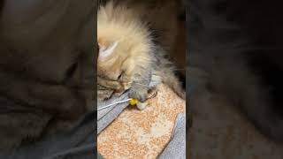 もふもふペルシャ猫ちょこがマッタリ猫じゃらしで遊ぶだけの癒し動画　#shorts 【可愛い猫】