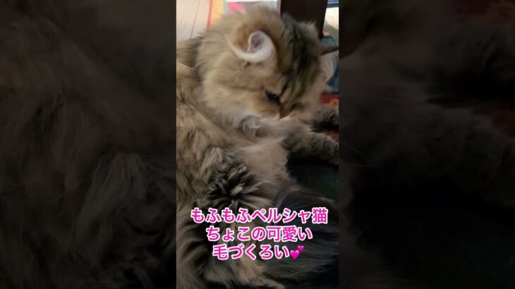 モフモフペルシャ猫ちょこがまったり毛づくろいする癒し動画　#shorts #チンチラゴールデン　#ネコ