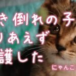 行き倒れの子猫とりあえず保護した③