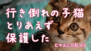 行き倒れの子猫とりあえず保護した③