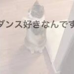 【見なきゃ損】可愛すぎる猫💕