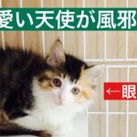 【風邪を引いた保護子猫】治療中でございます。