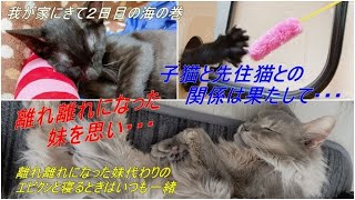 子猫２日目の様子/空が海の様子見に来た！/オス猫は殆どが左利き