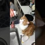 水筒でも水を飲める猫です。こたろう君、美味しいそうに飲むね【癒し】