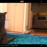 【モチャ王国】サムネ撮影を二匹の猫にお願いしてみた　３２話　