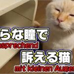 猫が飼主に甘えるかわいい理由とは？！