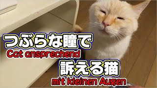 猫が飼主に甘えるかわいい理由とは？！