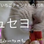 お昼の癒し【日本優勝】韓国の猫に 日本のチュールを あげた結果
